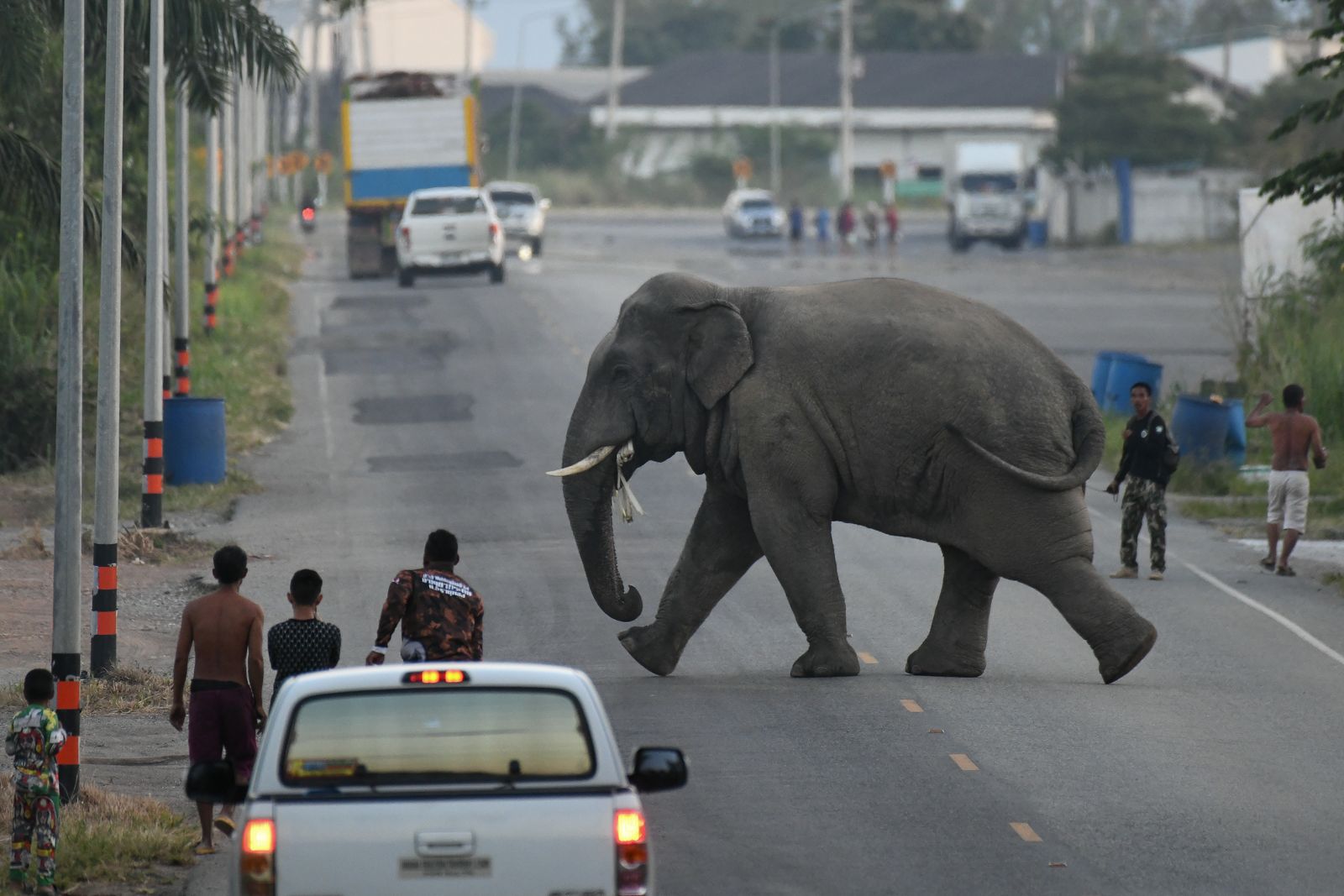 Wild Elephant การผลักดันช้างป่า