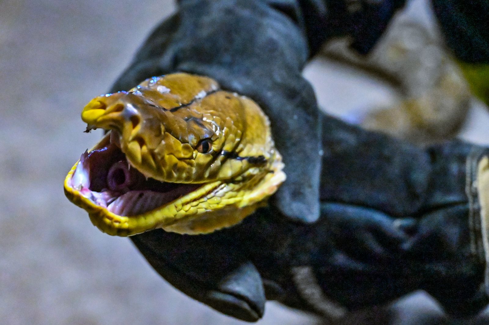 Snake Wrangler